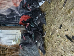 vand ratoii leșești 