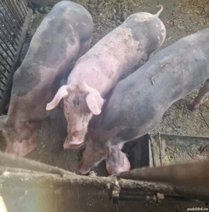 Disponibili 6 șoldanei