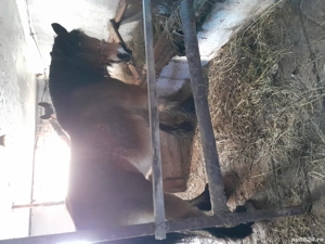 De vânzare două iepe gestante - imagine 2