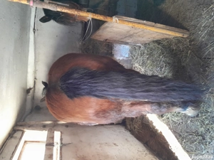 De vânzare două iepe gestante - imagine 3