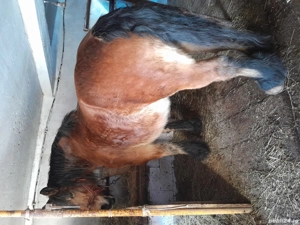 De vânzare două iepe gestante