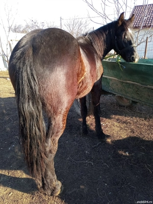 Disponibil mânz metis Frizian 