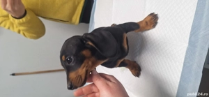 pui teckel mascul - imagine 2