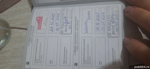 pui teckel mascul - imagine 4