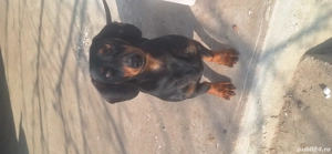 pui teckel mascul - imagine 3