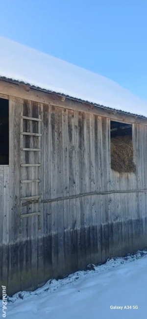 vănd otavă  este in fânar