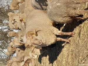 Berbeci tigaie ruginii  - imagine 3