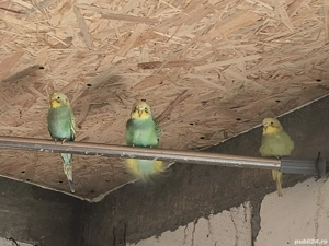 Vând peruși 4 femele