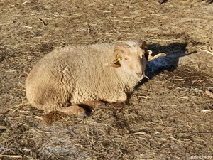 Berbeci tigaie ruginii 