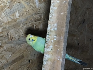 Vând peruși 4 femele - imagine 3