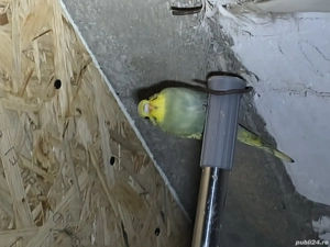 Vând peruși 4 femele - imagine 2