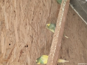 Vând peruși 4 femele - imagine 4