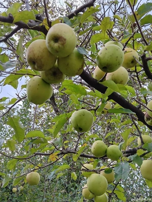 In Berchez,de vanzare un hectar livada cu pomi pe rod - imagine 3