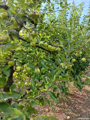 In Berchez,de vanzare un hectar livada cu pomi pe rod - imagine 4