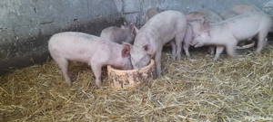 purcei landras cu petrean. - imagine 3