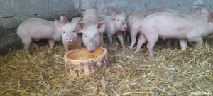 purcei landras cu petrean. - imagine 4