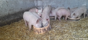 purcei landras cu petrean. - imagine 5