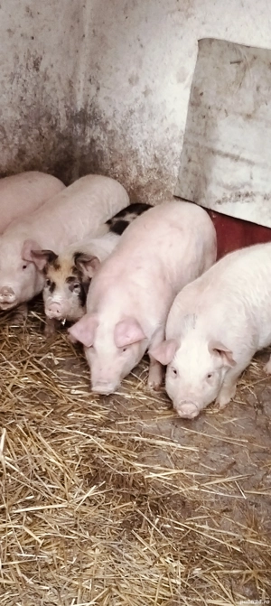 Șoldani de 13 săptămâni 