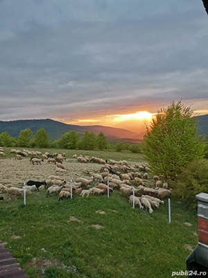 Cabana de inchiriat - imagine 5