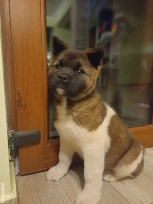 Pui akita american 