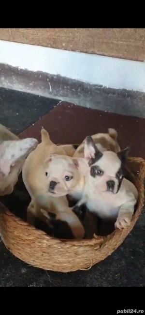 Buldog francez  - imagine 2