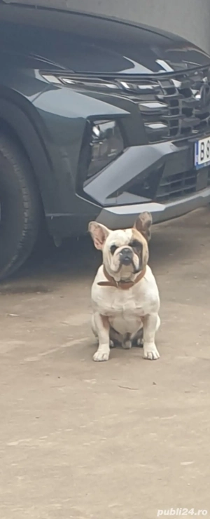 Buldog francez  - imagine 4