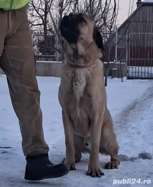 Kangal mascul  - imagine 4