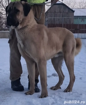 Kangal mascul  - imagine 5