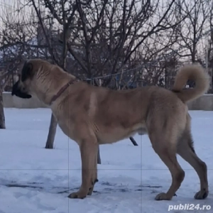 Kangal mascul  - imagine 2