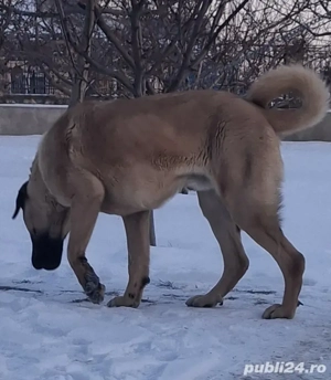 Kangal mascul  - imagine 3