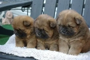 Chow Chow fetițe si baetei  - imagine 2