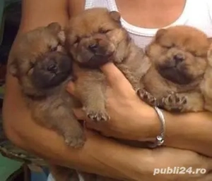 Chow Chow fetițe si baetei 