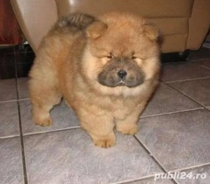 Chow Chow fetițe si baetei  - imagine 3