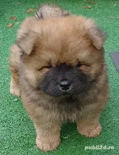 Chow Chow fetițe si baetei 
