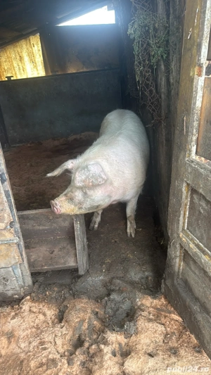 vand scroafa gestanta  - imagine 2