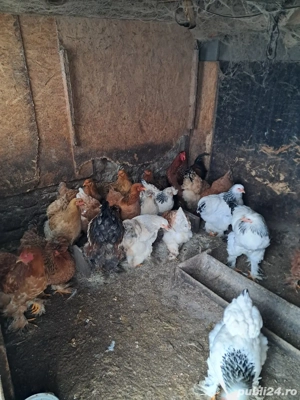 Brahma tineret - imagine 3