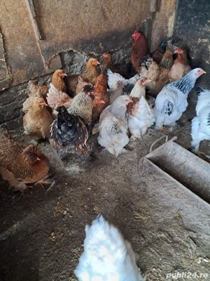 Brahma tineret - imagine 2