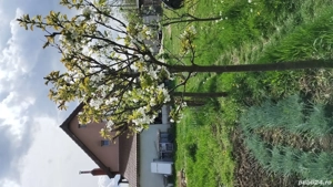 Vand casă P+M in Timisoara