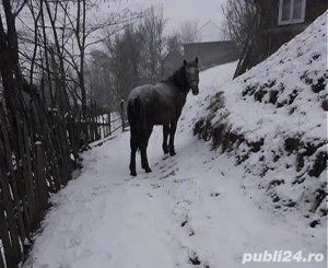 Vând mânză tânără  - imagine 2