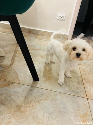 Fetita iubitoare si dragalasa Bichon - imagine 2