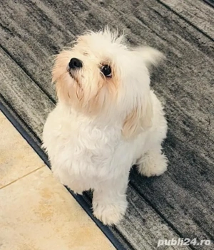 Fetita iubitoare si dragalasa Bichon