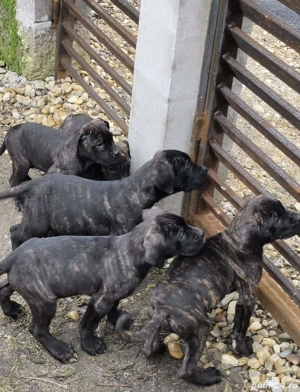 Presa canario de vanzare - imagine 3