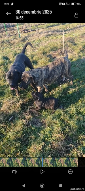 Presa canario de vanzare