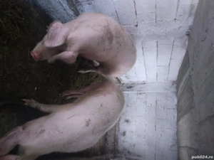 porc landras - imagine 2