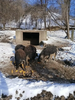 Mangalita de vanzare 