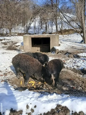 Mangalita de vanzare  - imagine 2