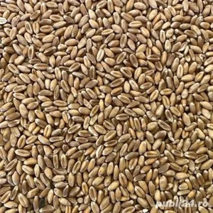 Grâu de vânzare