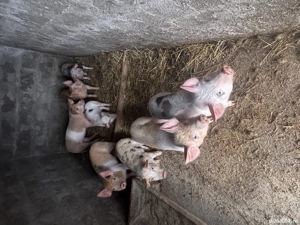 Purceii Duroc Pietran  - imagine 3