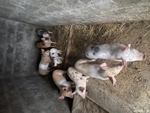 Purceii Duroc Pietran  - imagine 4