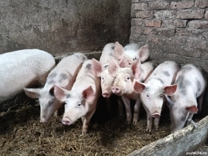 Grăsuni de vânzare pic cu pietrean 